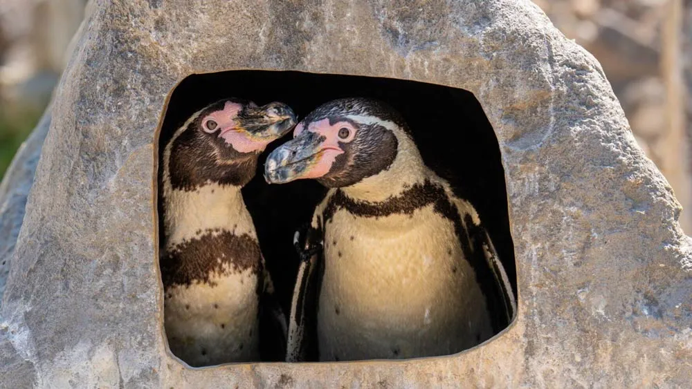 Same-Sex Penguins Hatch, Raise Baby Chick in Win for At-Risk Species