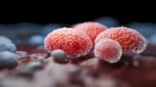 Health Experts Raise Alarm Over Emergence of Deadlier Mpox Strain With Evidence of Local Transmission